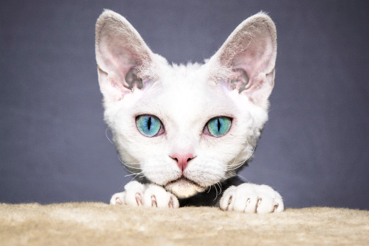 1757009 (a): :2000x1333